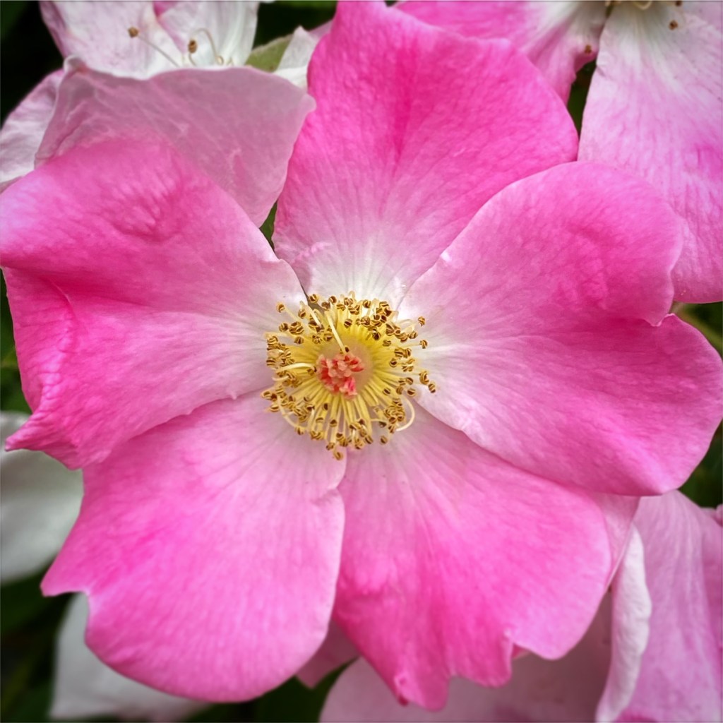 Wild Rose, Rosa&nbsp;woodsii